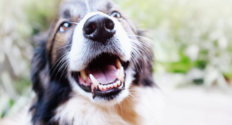 Chien souriant avec bouche ouverte