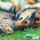 chien et chat couchés dans l'herbe