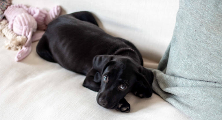 chiot noir sur un canapé blanc l'air abattu