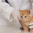 Chaton roux entrain de se faire osculter par un vétérinaire