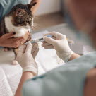 Le vétérinaire prend la température du chat pour vérifier s'il a de la fièvre.