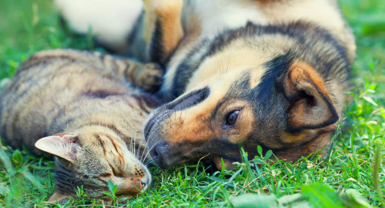 chien et chat couchés dans l'herbe