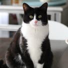 chat blanc et noir assis sur une table