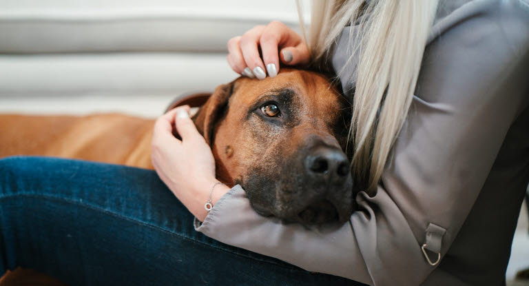 chien dans les bras de sa maîtresse