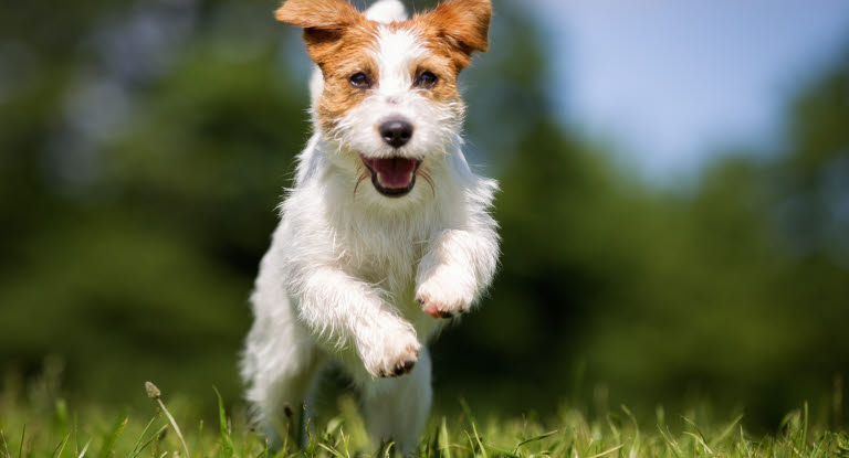 Jack Russel Terrier