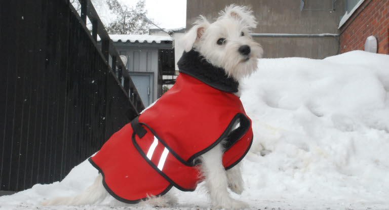 manteau chien neige