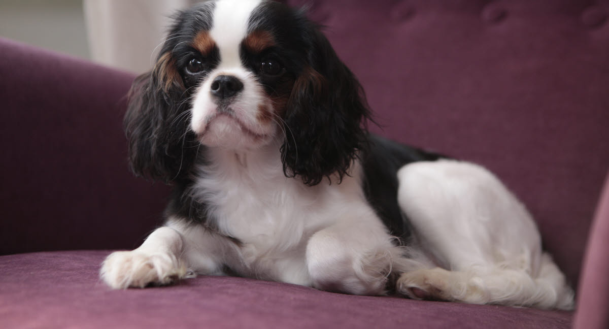Cavalier King Charles Agria Assurance pour animaux