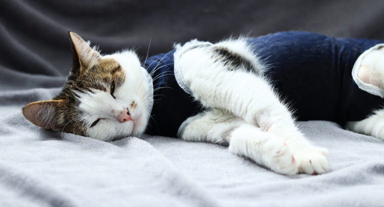 Chat allongé qui a été castré