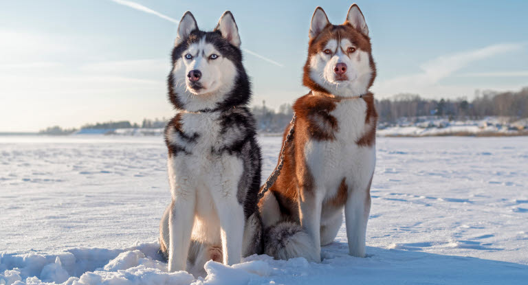 2 Husky de Sibérie dans la neige