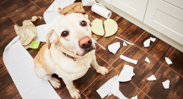 Un chien entouré de débris, ayant fait des bêtises en l'absence de ses maîtres