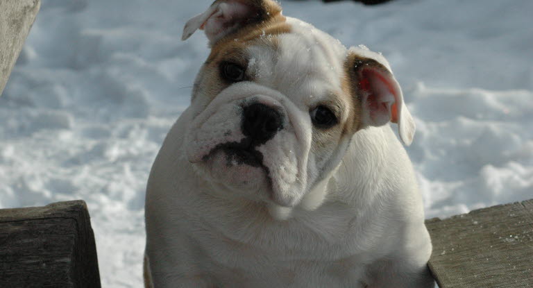 Chien Bulldog Anglais