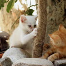 Un chaton blanc fait ses griffes sur un tronc près d'un chaton roux