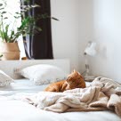 chat allongé sur le lit 
