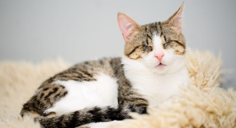 Un chat aveugle repose sur une peau de mouton.