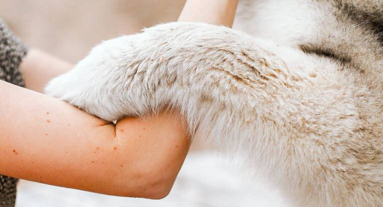 Une femme caresse un chien. Le chien a la patte sur le bras de la femme