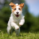 Jack Russel Terrier