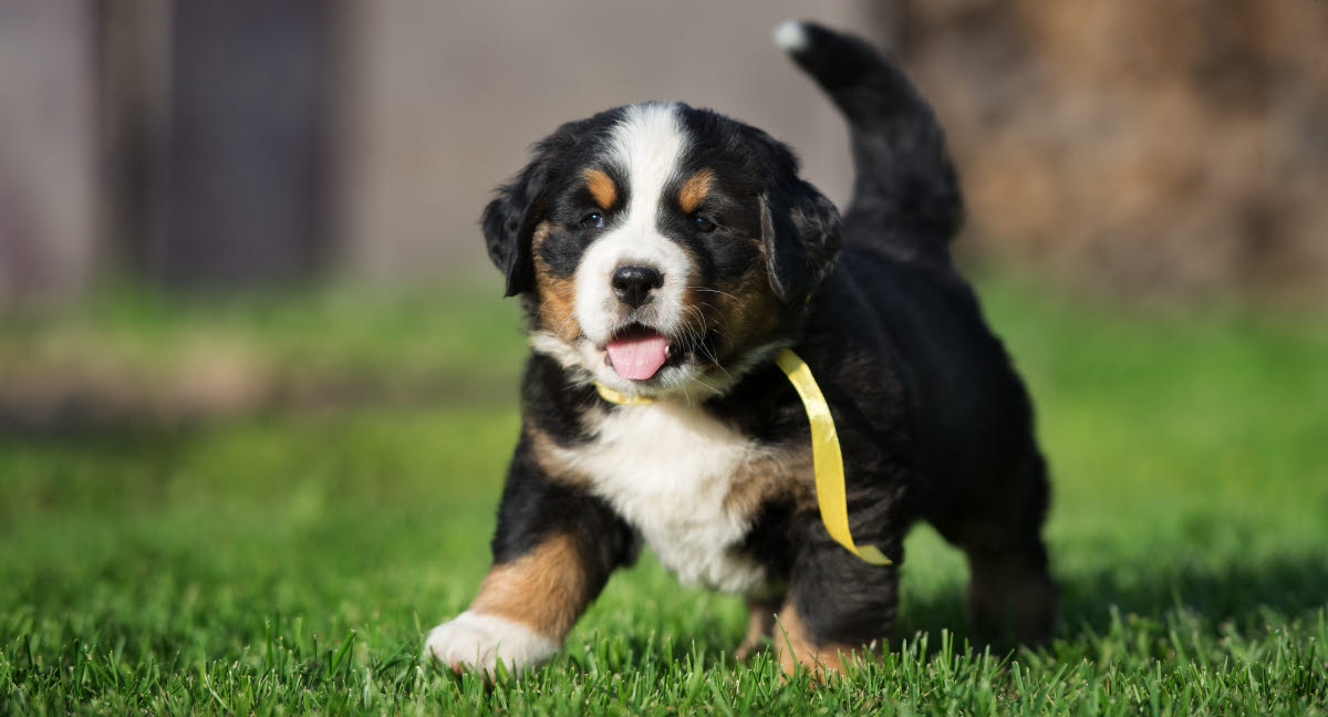 Fiche de race Bouvier Bernois Agria Assurance pour animaux