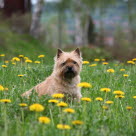 Cairn Terrier qui se met sur 2 pattes