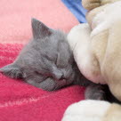 Un chat gris allongé et bien couvert. On ne voit que la tête