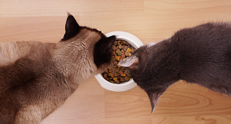 chats qui mangent de la nourriture saine