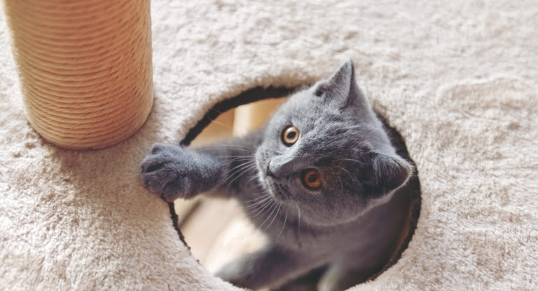 chaton dans son arbre à chat