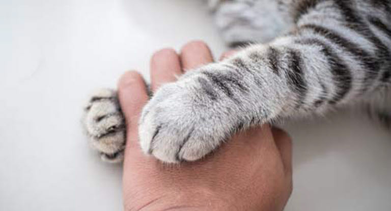 patte d'un chat posé sur la main d'une personne