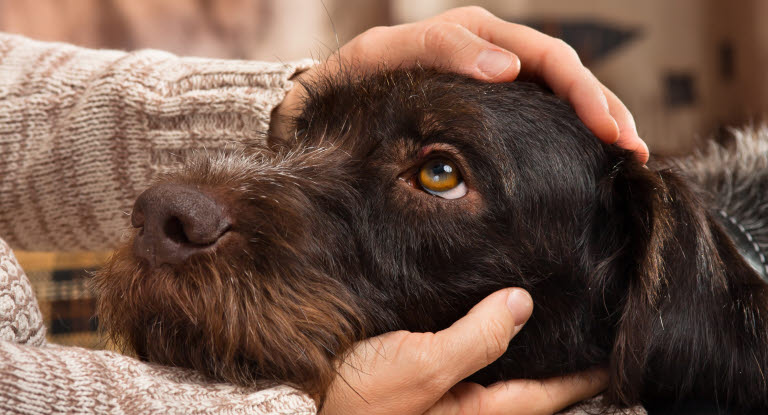 Le chien pose sa tête entre les mains de sa maîtresse