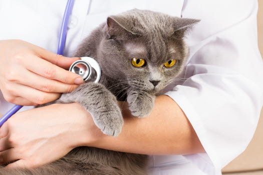 Un chat gris dans les bras d'un vétérinaire avec un stéthoscope