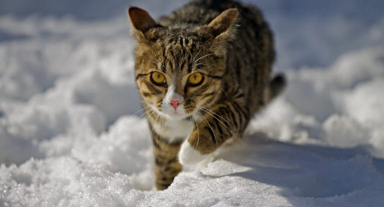 Un chat marchant dans la neige