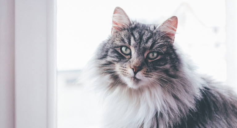 Chat gris et blanc près de la fenêtre