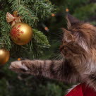 chat qui joue avec une boule de noël