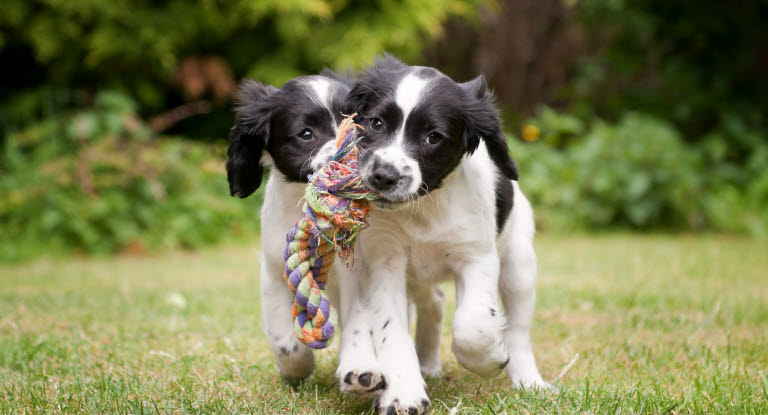 Deux chiots en train de jouer dans l'herbe