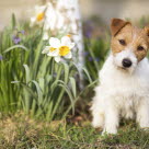 Jack Russel 