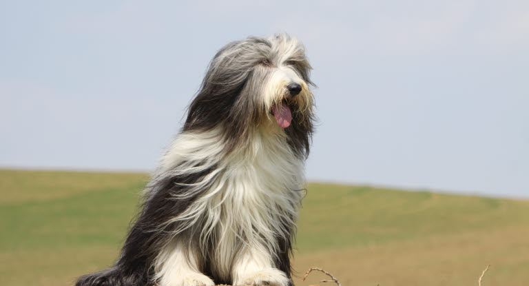 Chien Bearded Collie assit