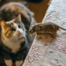 Un chat regardant une souris sur la table