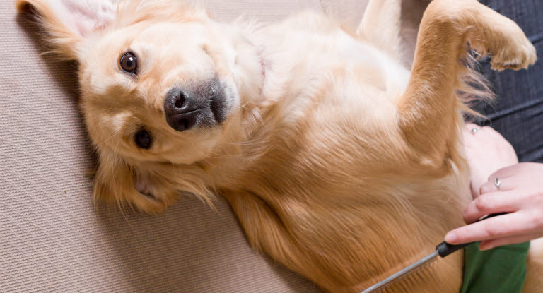 Un chien sur le dos en train de se faire brosser