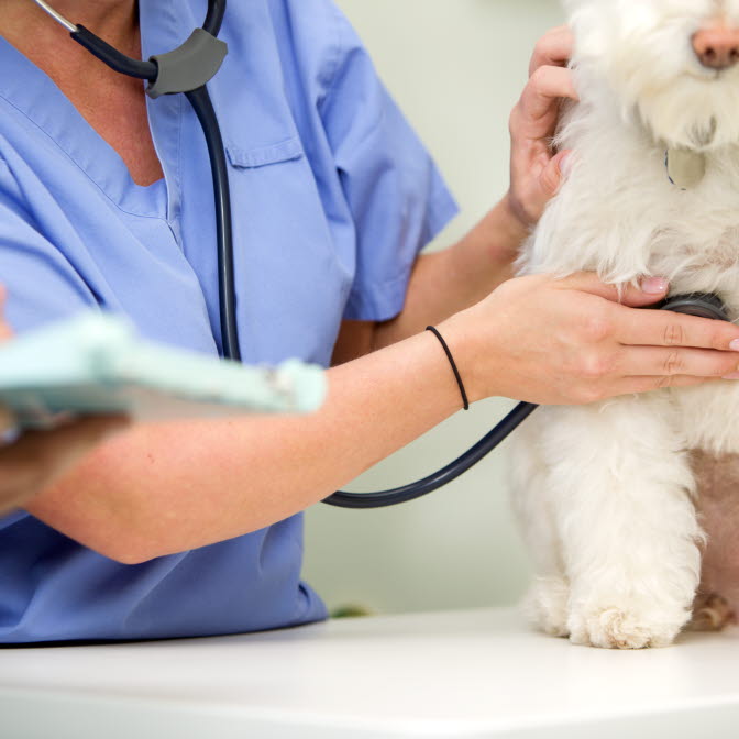 Sur insuffisance cardiaque dans la région Chien Agria Assurance pour animaux