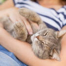 chat qui reçoit des caresses dans des bras