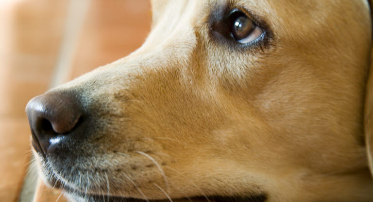 Un chien regardant vers le haut l'air triste