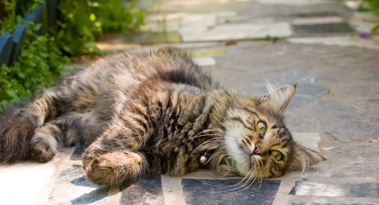 Un chat à poils longs allongs dans l'allée du jardin