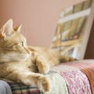 Un chat roux couché sur sa couverture