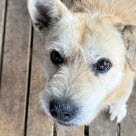 Chien avec un museau sec 