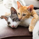 Deux chats se câlinent.