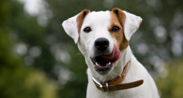 chien Jack Russel