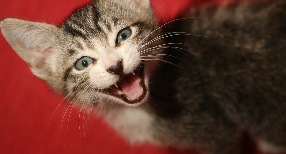 Les Differentes Reactions Du Chat Agria Assurance Pour Animaux