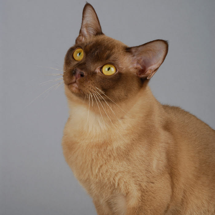 Chat Burmese Anglais