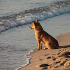 Chien sur la plage regardant la mer