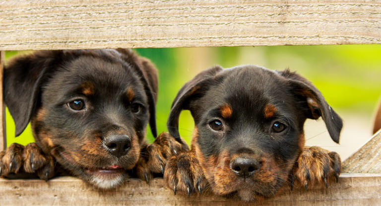 chiots rottweiler