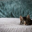 chaton allongé sur le lit