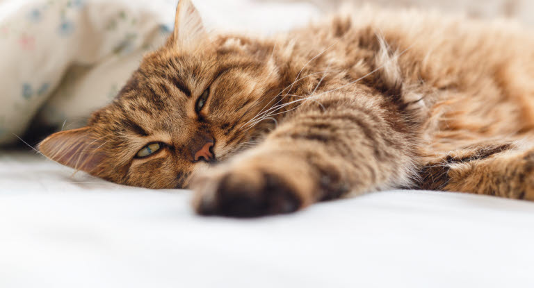 Chat se remettant d'une crise d'épilepsie.